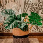 set cesto decorativo