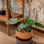 set cesto decorativo