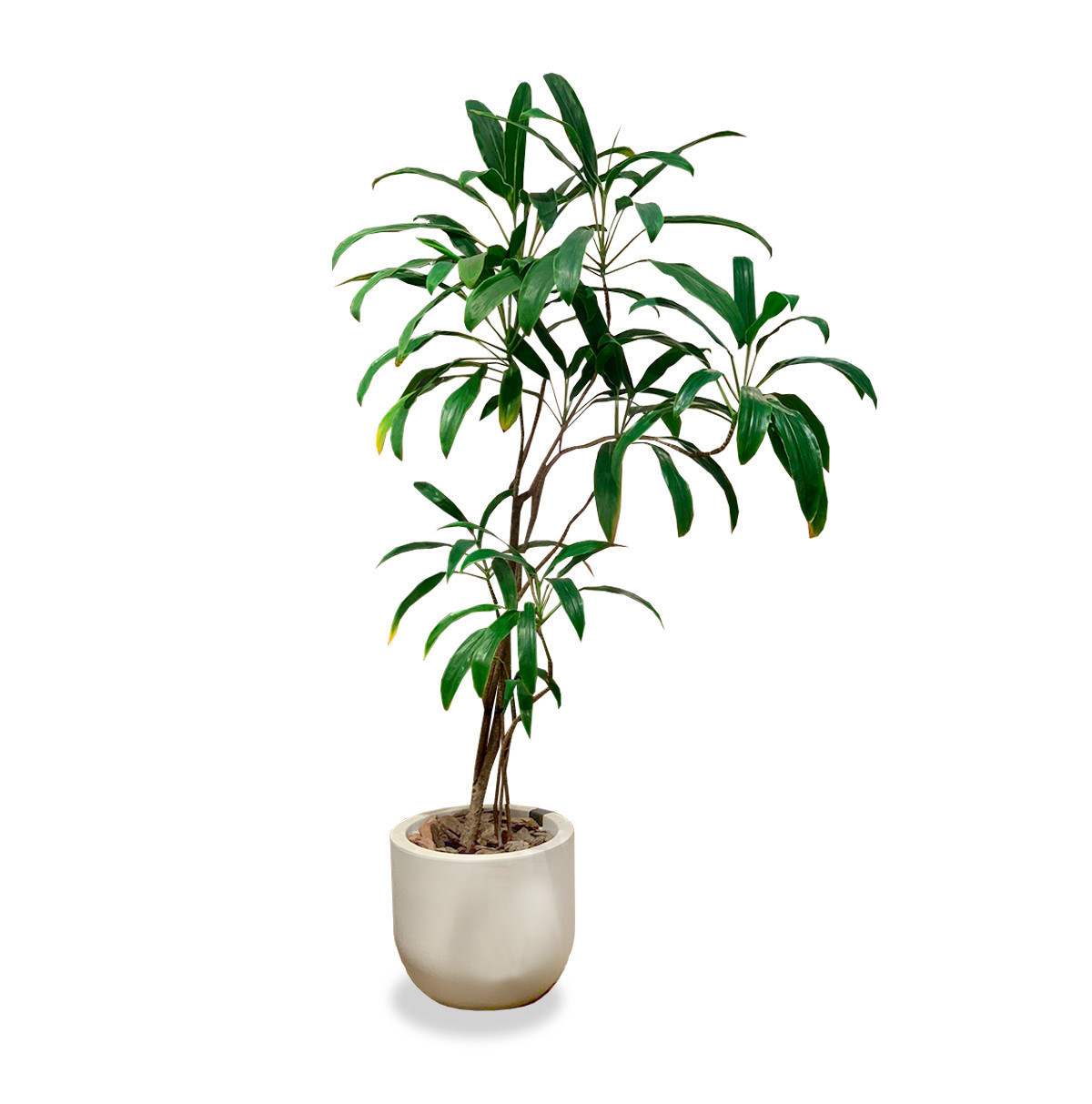 maceta con planta