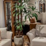 maceta con planta
