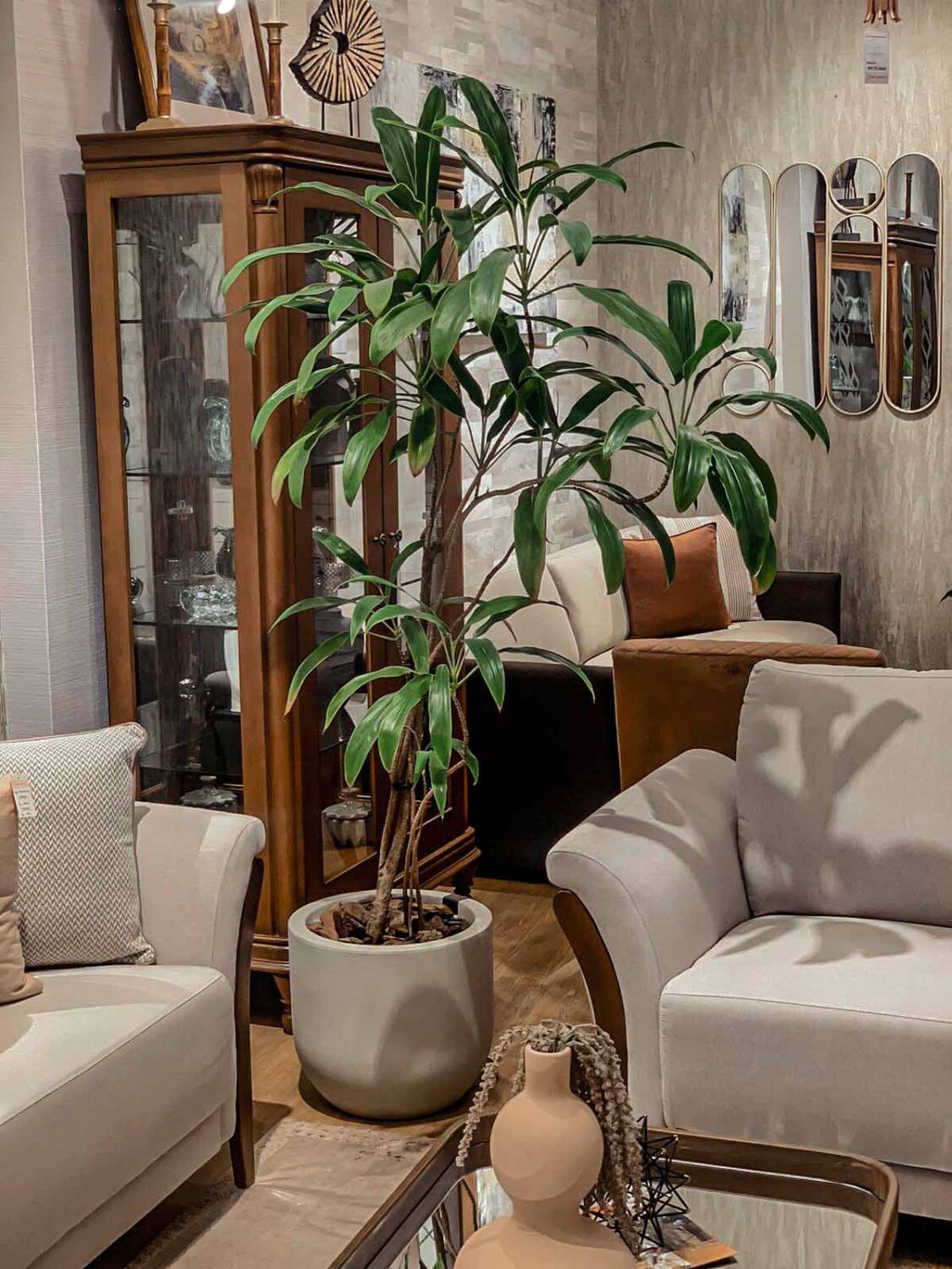maceta con planta