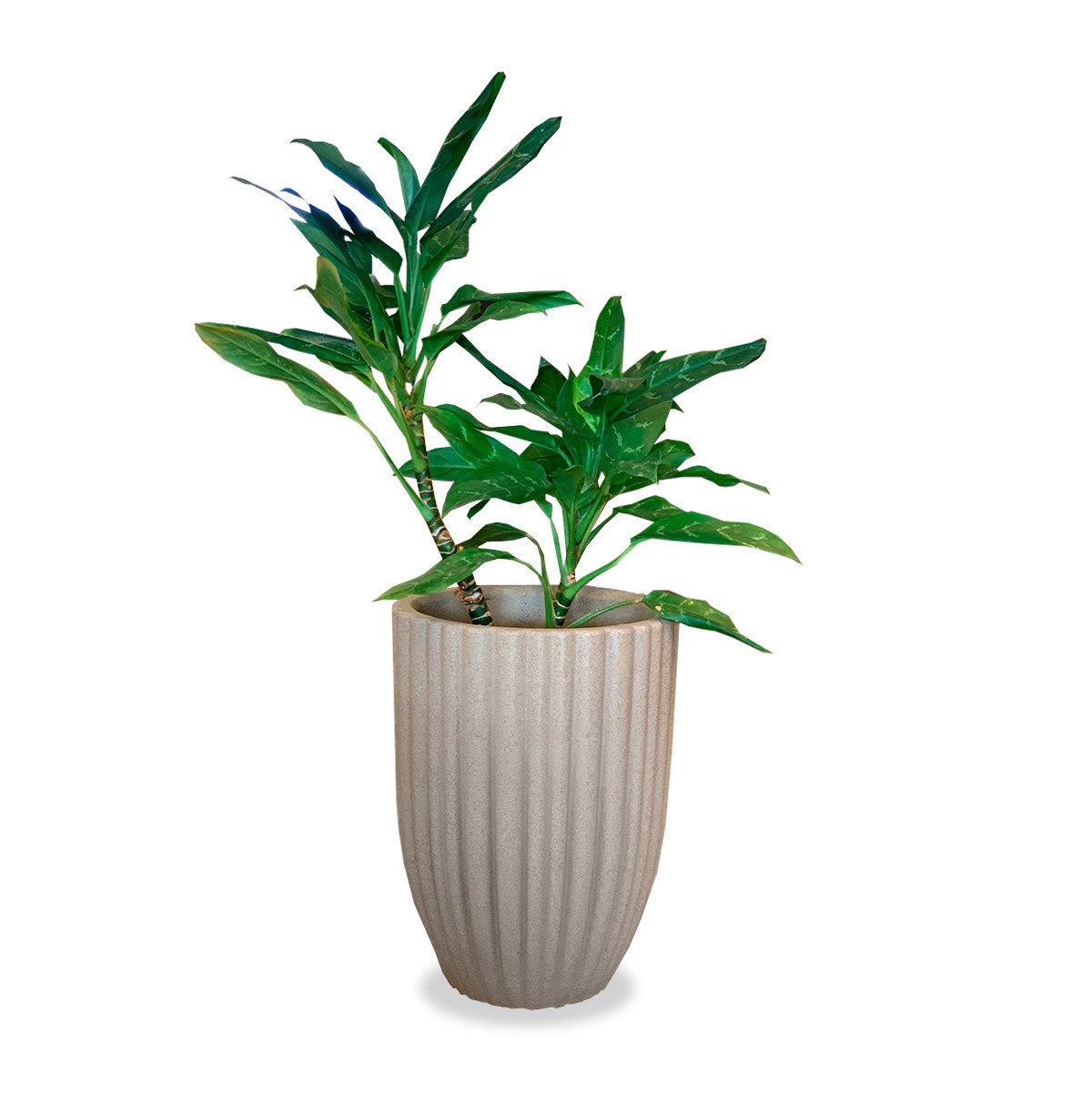 maceta con planta