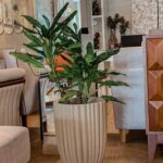 maceta con planta