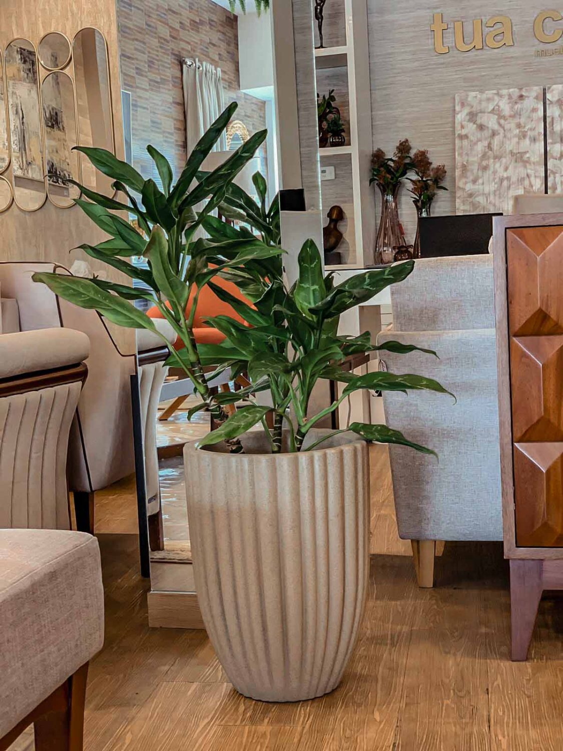 maceta con planta