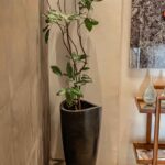 maceta con planta