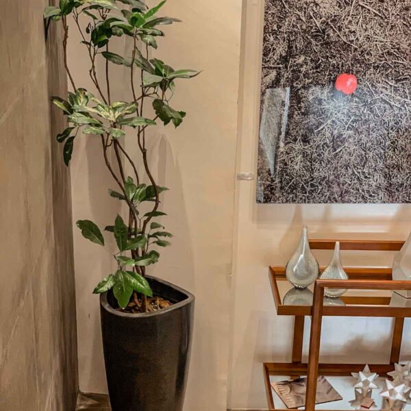 maceta con planta