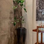 maceta con planta