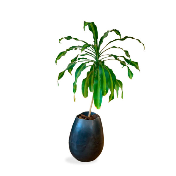 maceta con planta