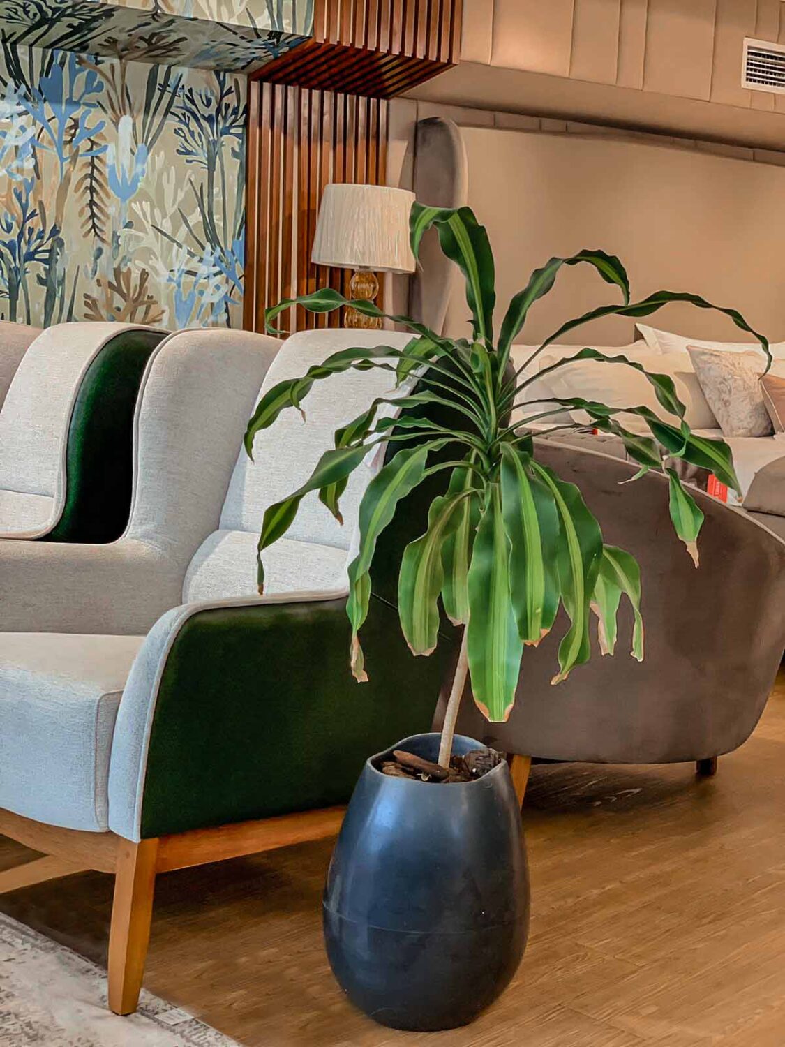 maceta con planta