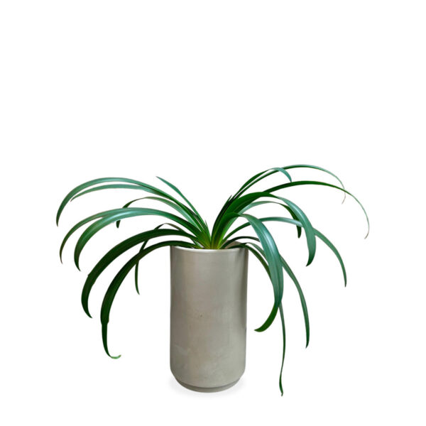 maceta con planta