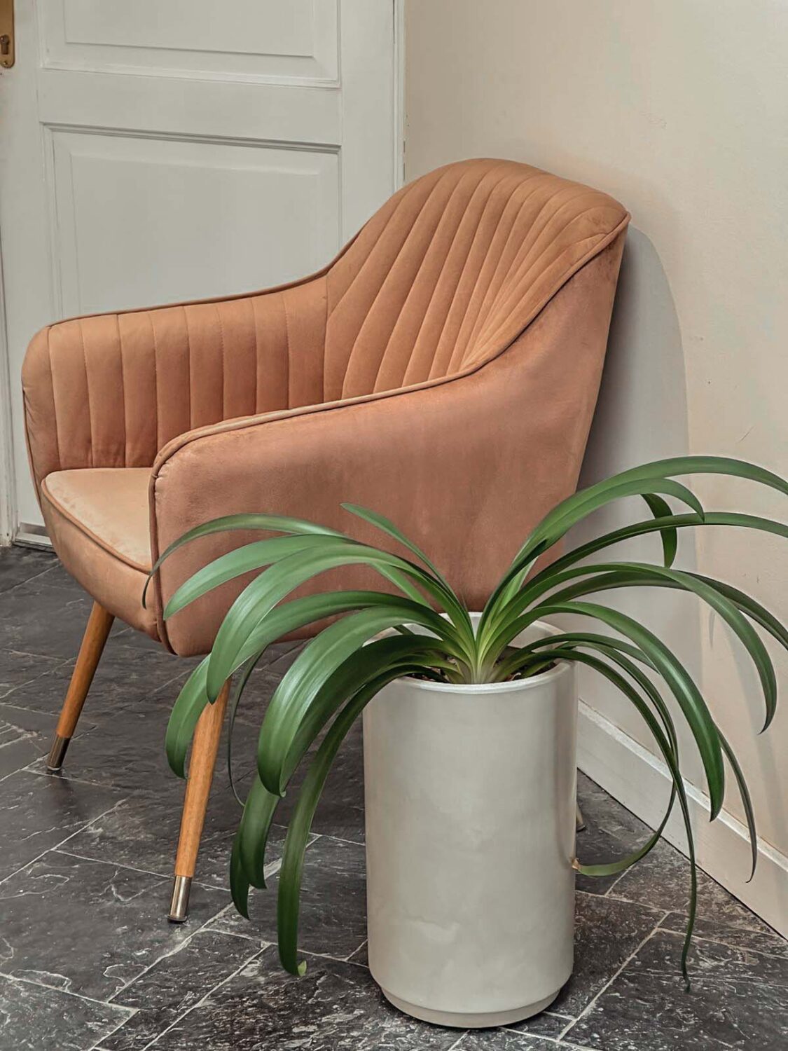 maceta con planta