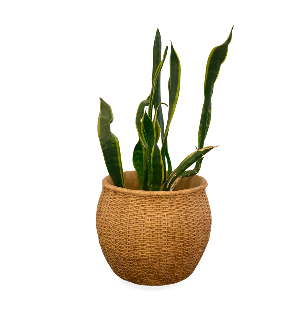 13979 Cachepot